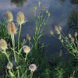 0307K 63 Ufer-Disteln in Beilngries